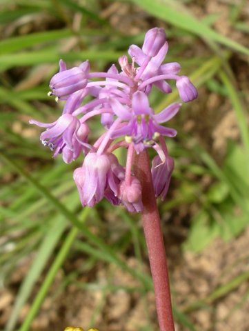 Ledebouria monophylla flowers